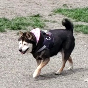 Fundraising Page: WEST NIVER